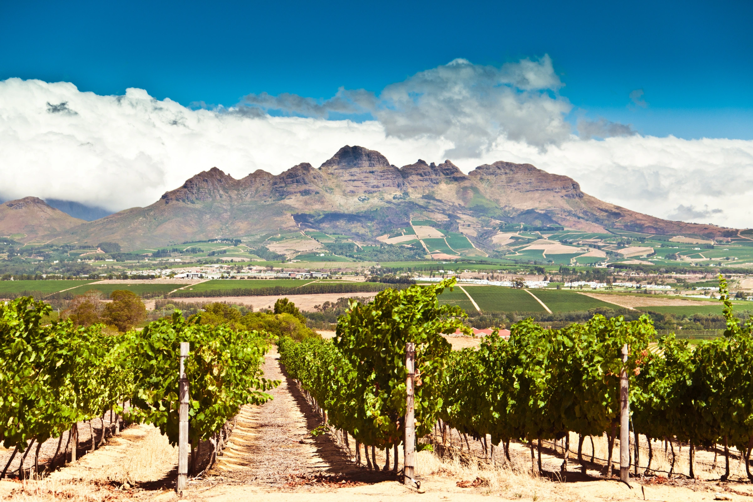 Stellenbosch[1].webp